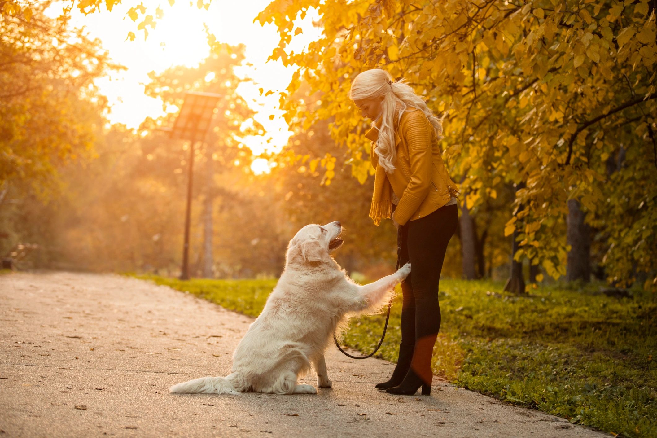Dog training testimonial icon image