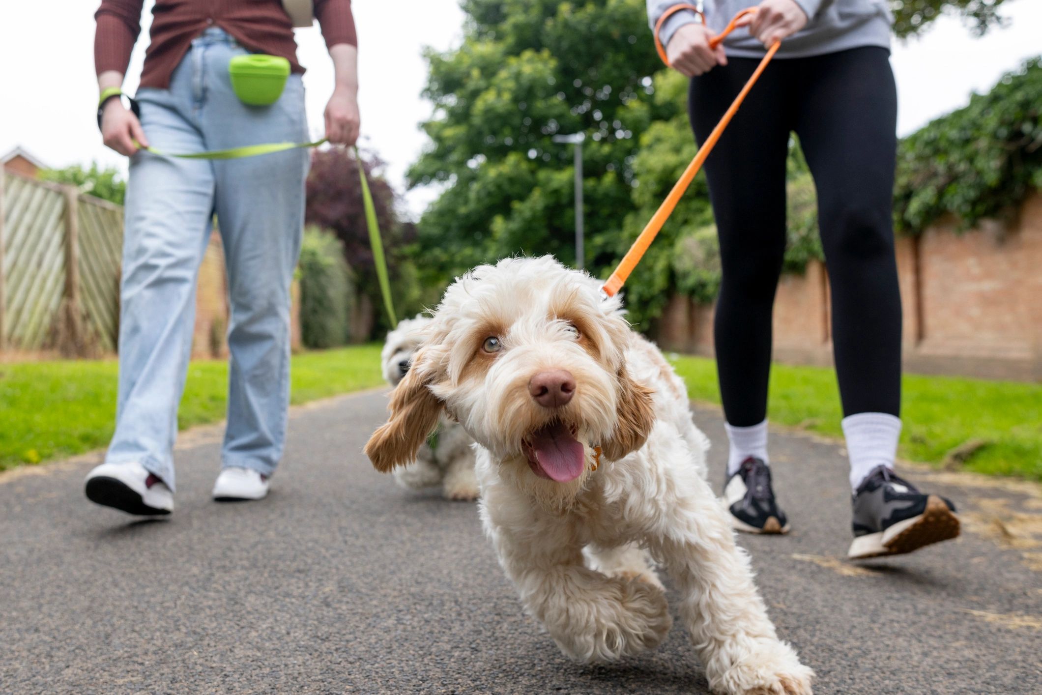 Dog and owner practicing leash walking in a park