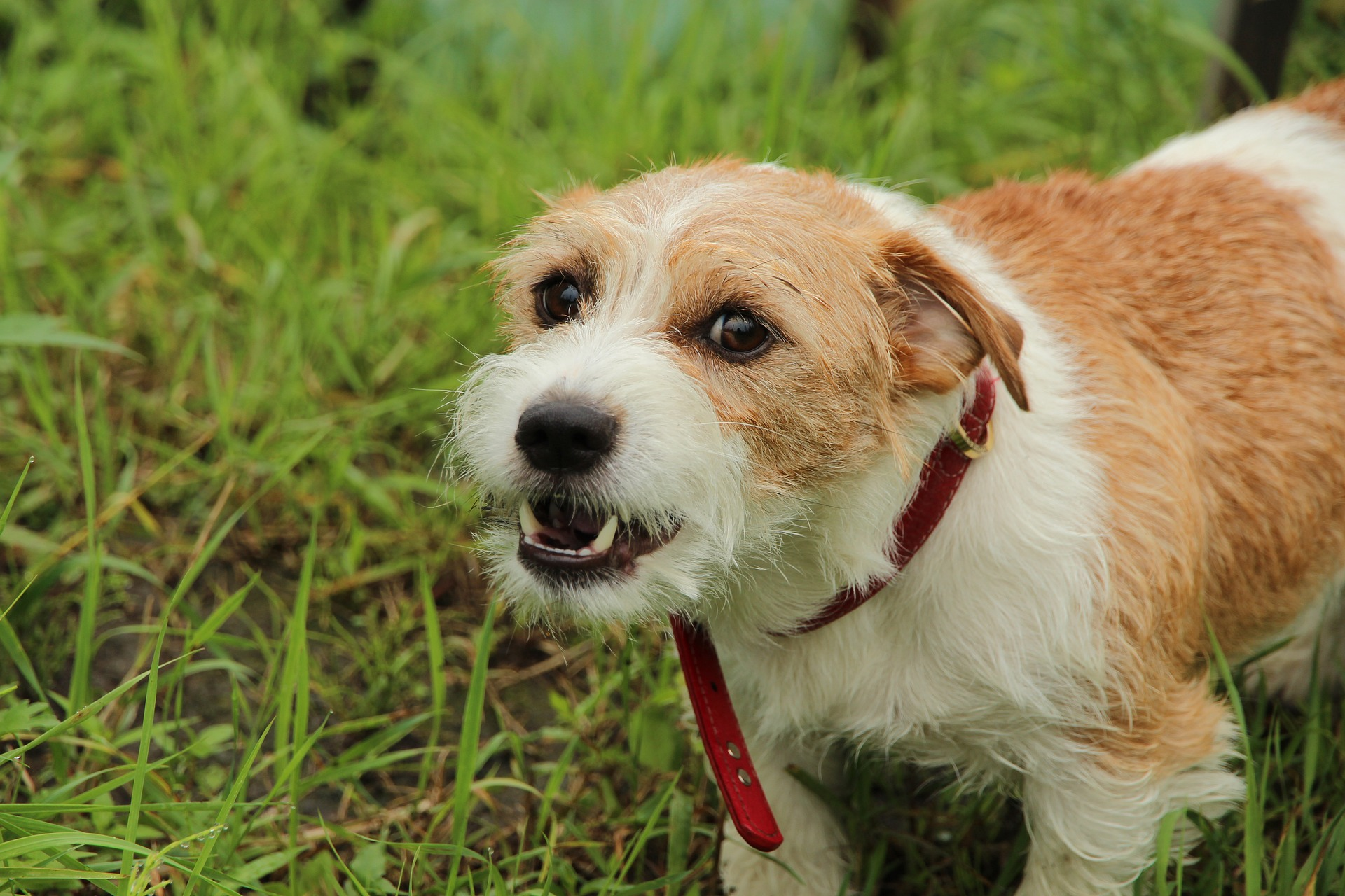 Tan and white dog showing aggressive behavior