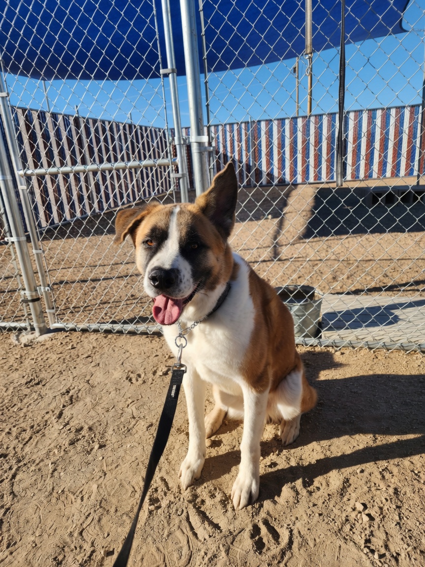 Akita during board and train program