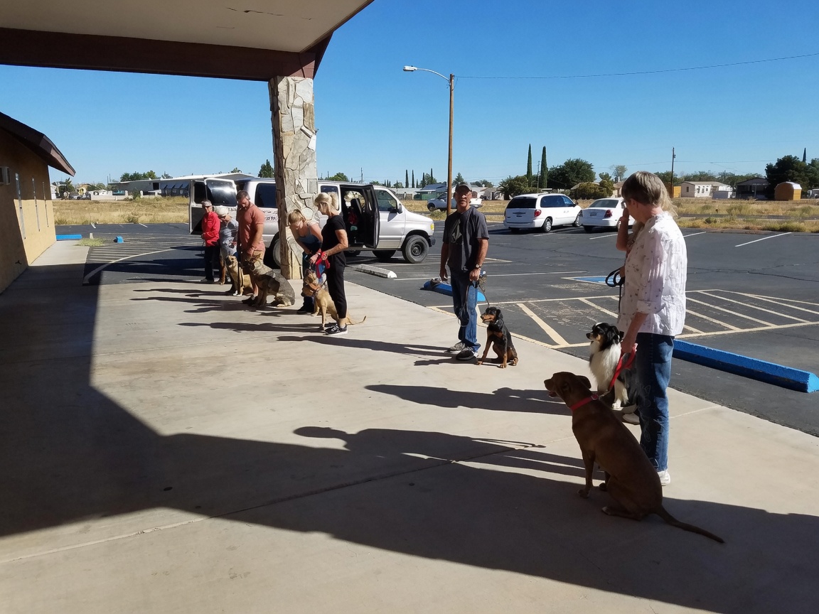 Dog obedience class training session