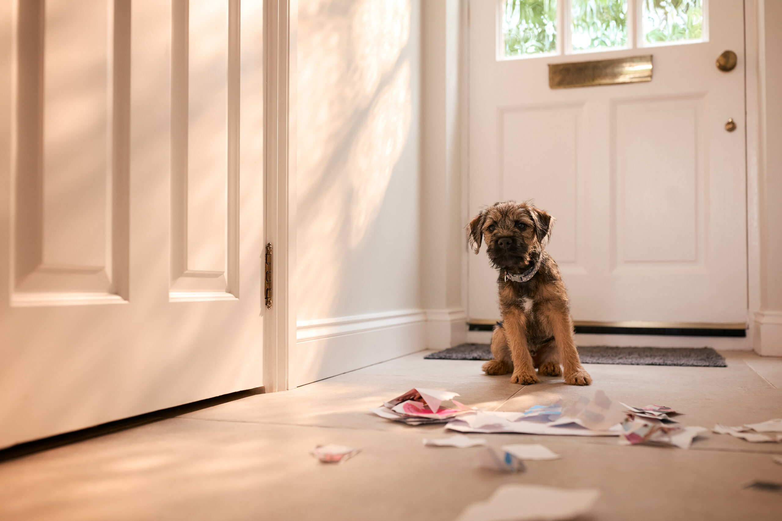 Dog showing destructive behavior indoors