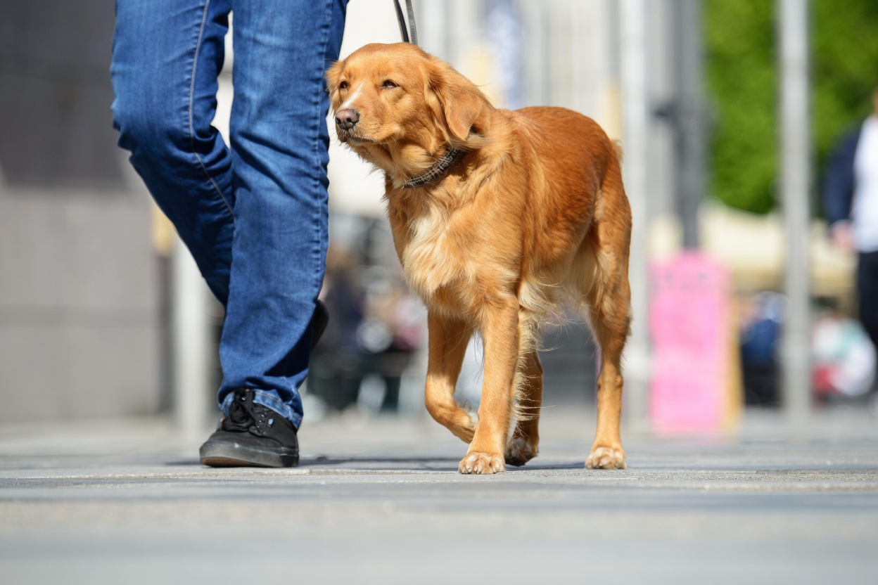Dog walking training session with trainer and dog outdoors