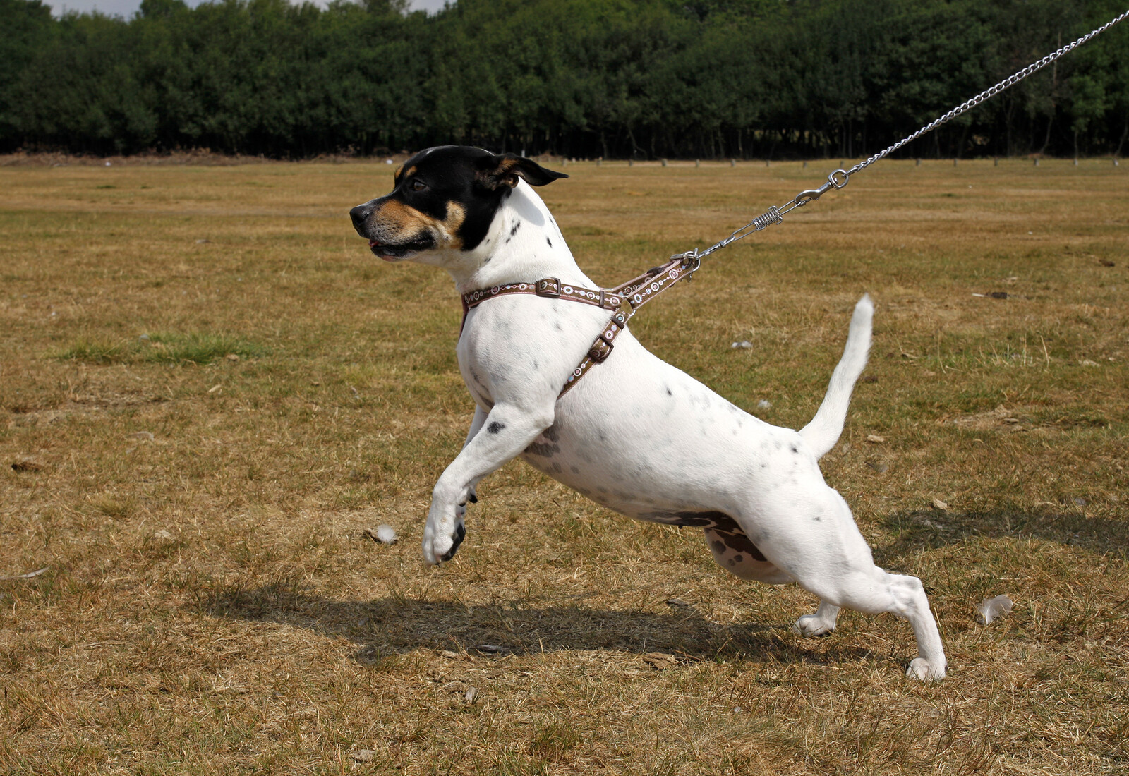Dog pulling on harness during leash behavior training
