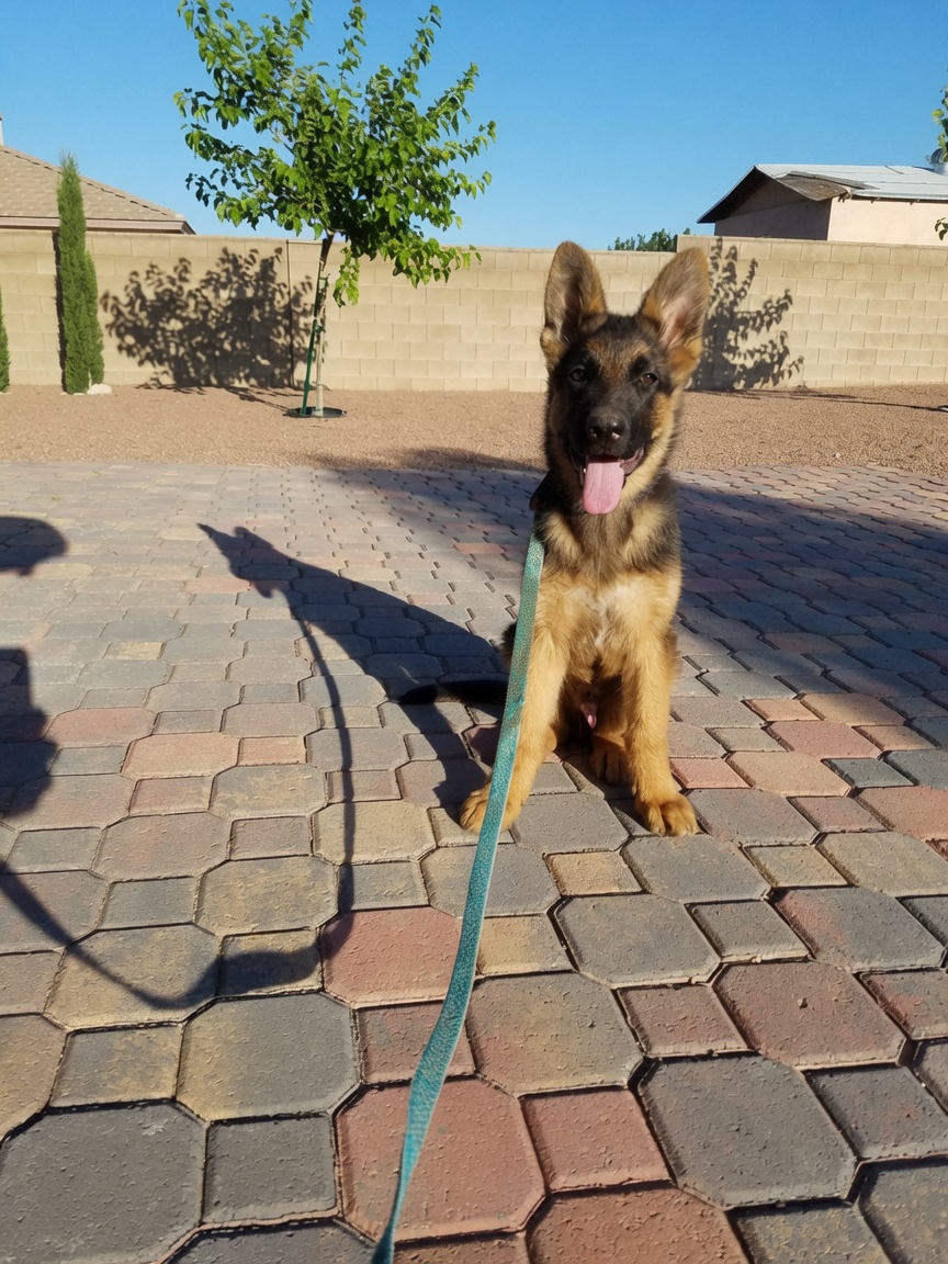 German Shepherd puppy during obedience training