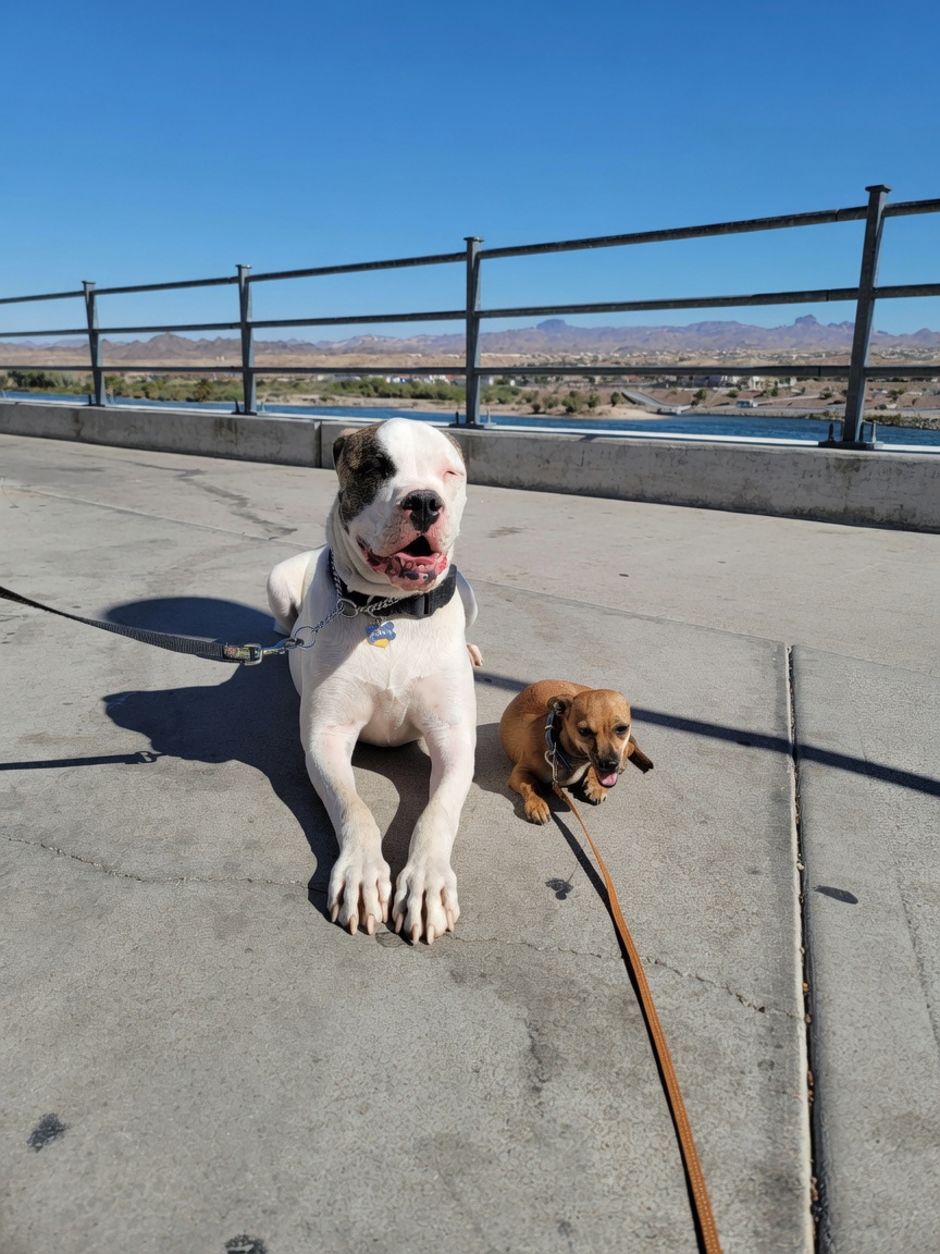 Two dogs with their owner by the river