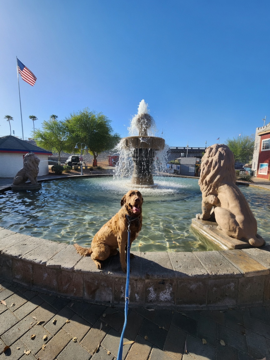 Dog near fountain during training session