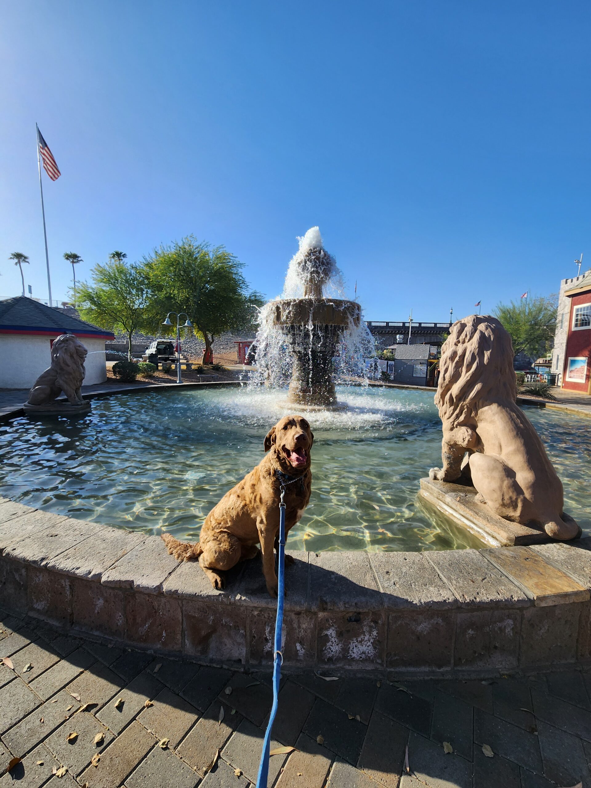 Dog training success session