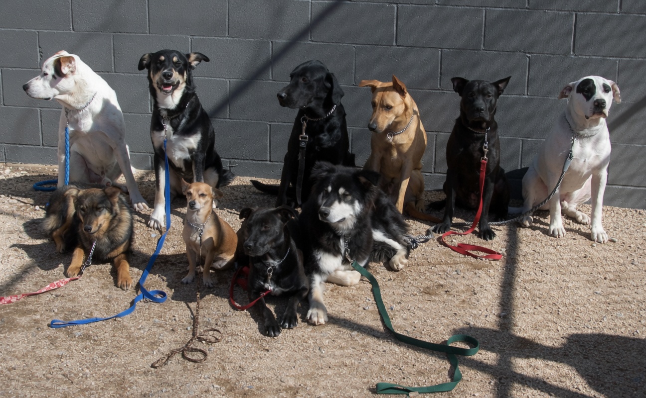 Friends From The Pen dogs in the yard
