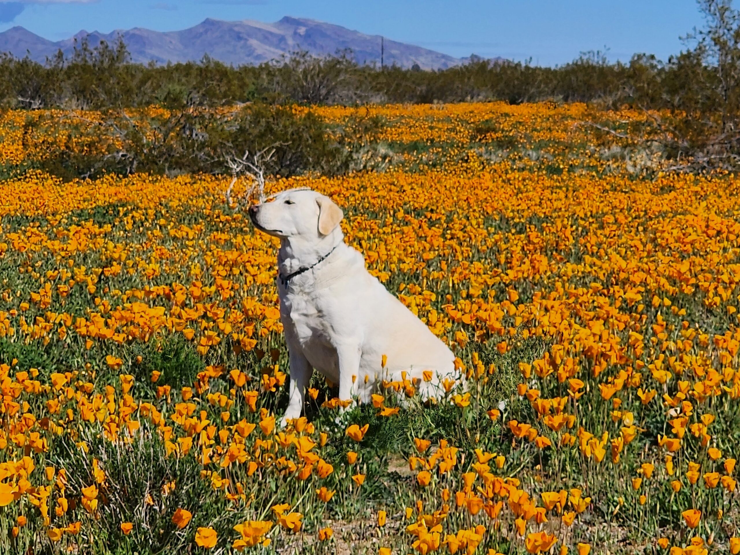 Willow among yellow flowers
