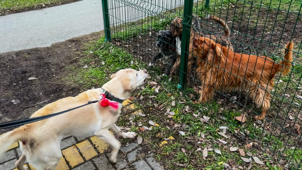 Frustration Barriers: Why Your Dog Pulls, Lunges, and Gets Wound Up